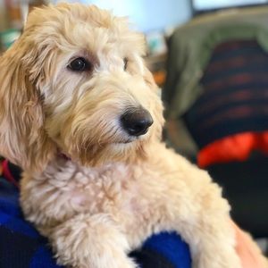 Meet your Posher, Heidi